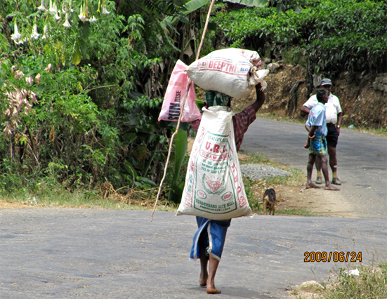 茶葉を集荷所に運ぶ女性