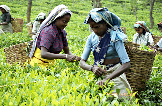 ウバ地区で、最盛期の茶摘み風景です。